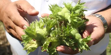 Fındık üreticisine ‘erken hasat’ uyarısı