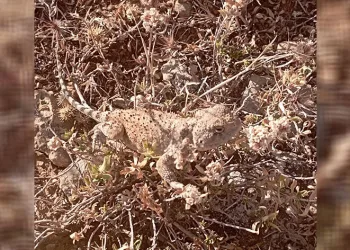 Tunceli’de ‘bozkır keleri’ fotoğraflandı