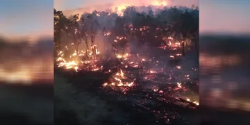 Siirt’te orman yangını