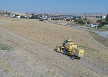 Pursaklar’da hasat vakti