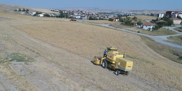 Pursaklar’da hasat vakti