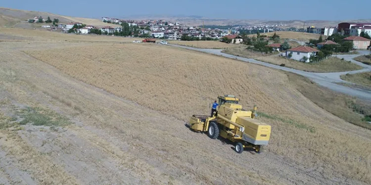 Pursaklar’da hasat vakti