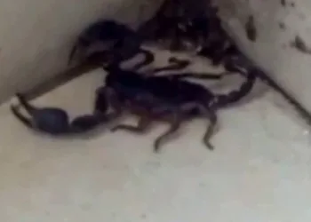 Sultangazi’de evde akrep paniği
