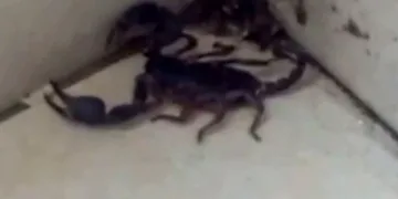 Sultangazi’de evde akrep paniği
