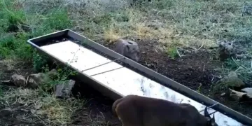 Yaban hayvanlarına su desteği