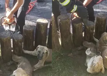 Acıyla kıvranıyorlardı, yardıma itfaiye ekipleri yetişti
