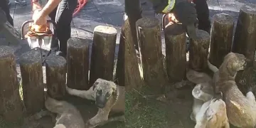 Acıyla kıvranıyorlardı, yardıma itfaiye ekipleri yetişti