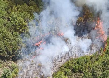 Muğla’da orman yangını