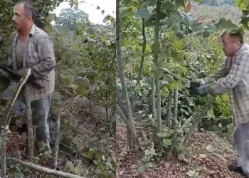 “Para etmiyor” diyen çiftçi ağaçlarını kesti