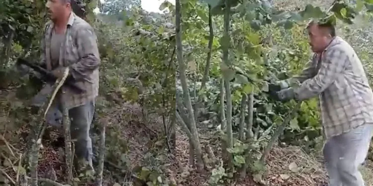“Para etmiyor” diyen çiftçi ağaçlarını kesti