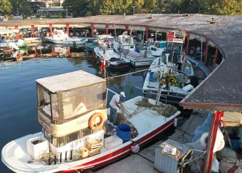Balıkçıklar hamsiden umutlu