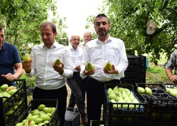 Bursa’da armut hasadı başladı