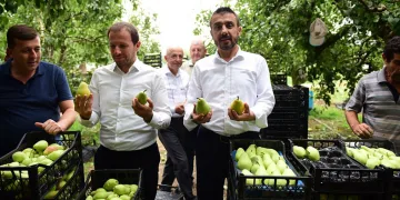 Bursa’da armut hasadı başladı