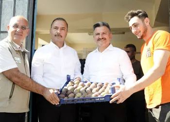 Mudanya’da kraliçe incirinin hasadı başladı