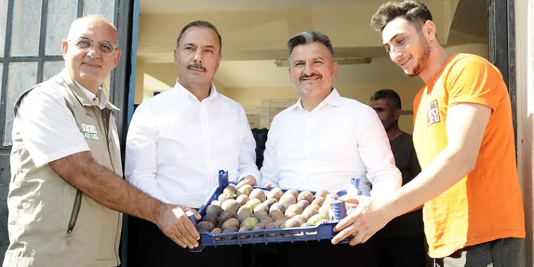 Mudanya’da kraliçe incirinin hasadı başladı