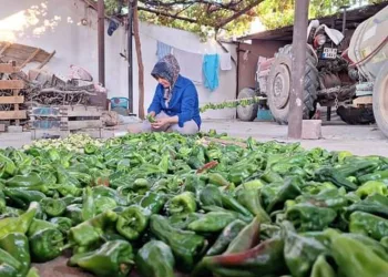 Sarıgöl’de kışlık yiyecek hazırlığına başlandı