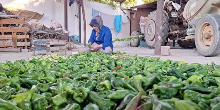 Sarıgöl’de kışlık yiyecek hazırlığına başlandı