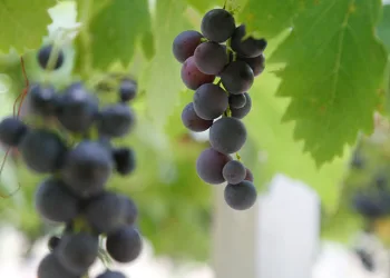 “Trakya İlkeren” üzümünün hasadı başladı