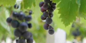 “Trakya İlkeren” üzümünün hasadı başladı