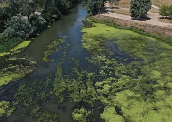 Tunca Nehri’nde çöpler ortaya çıktı
