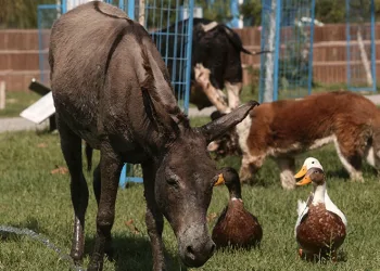 Yangında kurtarılan eşek emekliliğe ayrıldı