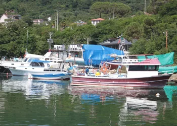 “Bu sezon hamsi yılı olacak”