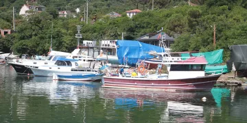 “Bu sezon hamsi yılı olacak”