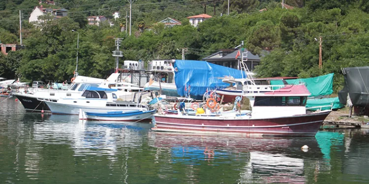 “Bu sezon hamsi yılı olacak”