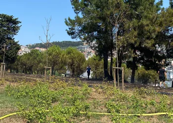 15 Temmuz Köprü yolunda ağaçlık alanda yangın