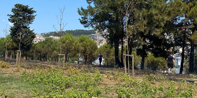 15 Temmuz Köprü yolunda ağaçlık alanda yangın