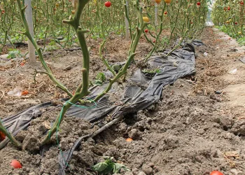 Çakallardan sonra yaban domuzları dadandı