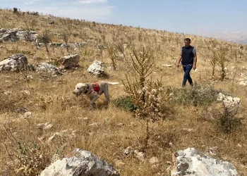 11 çocuk babası dağ taş aranıyor