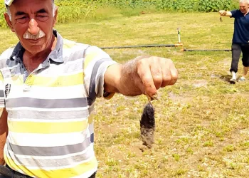 Bu şehirde tarlaları fareler bastı