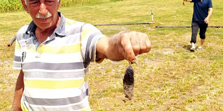 Bu şehirde tarlaları fareler bastı