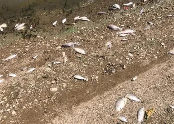 Boğazköy barajında balıklar karaya vurdu