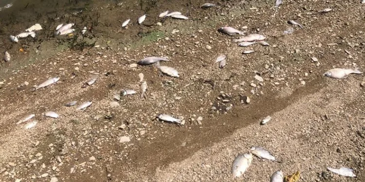 Boğazköy barajında balıklar karaya vurdu