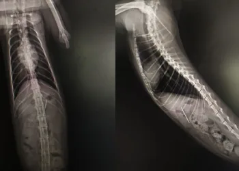 Rahatsızlanan kedinin midesinden dikiş iğnesi çıktı
