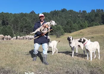 Çobanlık için Bolu’ya geldi