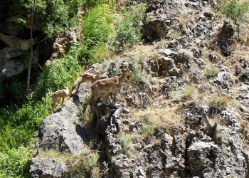 Munzur Dağlarında dağ keçileri görüntülendi
