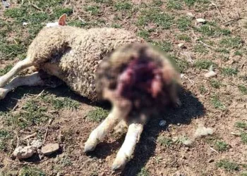 Başıboş köpekler şehrin merkezindeki çiftliğe saldırdı