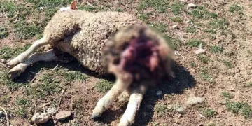 Başıboş köpekler şehrin merkezindeki çiftliğe saldırdı