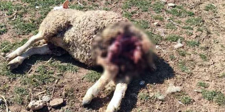 Başıboş köpekler şehrin merkezindeki çiftliğe saldırdı