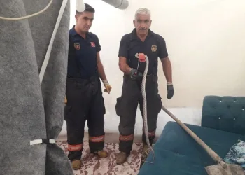 Çadıra giren 2 metre uzunluğundaki yılan korkuttu