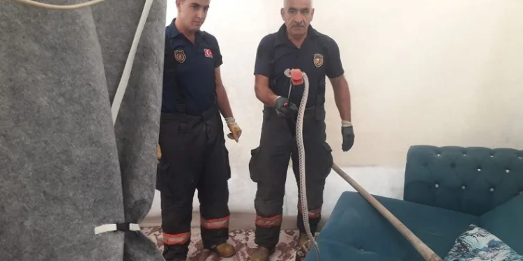 Çadıra giren 2 metre uzunluğundaki yılan korkuttu