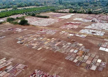 Tarlada milyonluk halı nöbeti