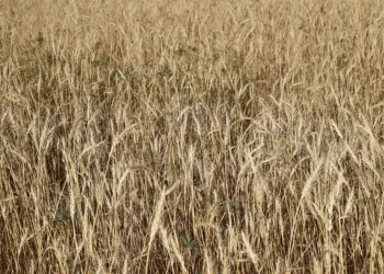 150 ton rekolte bekleniyor