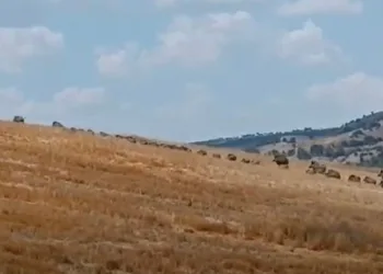 Şaşkına çeviren domuz sürüsü
