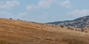 Şaşkına çeviren domuz sürüsü