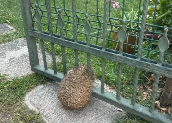 Bahçe kapısına sıkışan kirpi