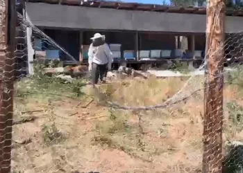 Tel örgüler ayıları durdurmadı